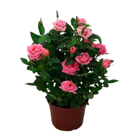 Roseira Pt13 Mini 