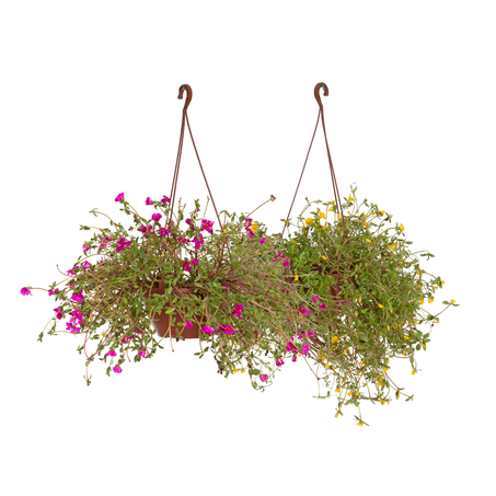 Portulaca C21 Unidade