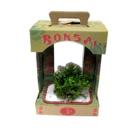 FLOR BONSAI