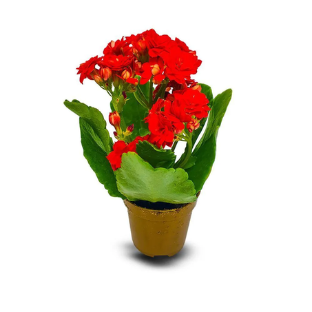 Flor Mini Kalanchoe P6
