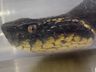 Agricultor de Tunápolis encontra serpente considerada a segunda espécie mais peçonhenta do Brasil