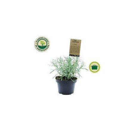 Flor curry eco flores p11