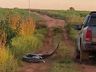 VÍDEO: Cobra de 7 metros tenta 'dar o bote' em caminhonete no MS