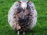 Ovelha perdida reaparece gigante após 7 anos sem tosa