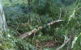 Ventos derrubam árvores e causam estragos no interior de Anchieta
