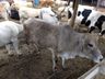 Produtor deixa a produção de leite e se dedica ao gado de corte em SJCedro