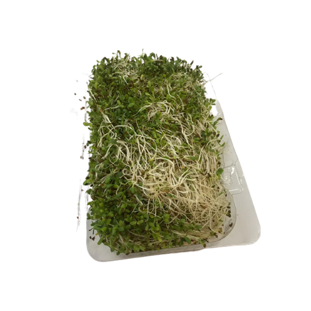 Broto alfafa und