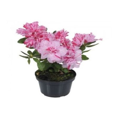 Planta Natural Azaleia