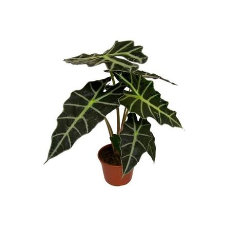 PLANTA NATURAL ALOCASIA POLLY P17