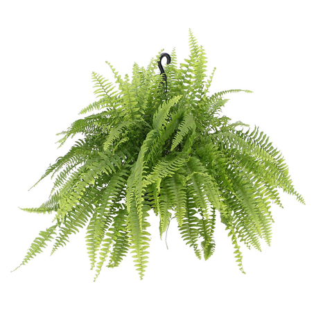 Samambaia-americana Nº 21 - Cuia - Ref. 257