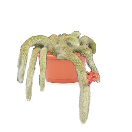Planta Cactus Rabo de Macaco Unidade
