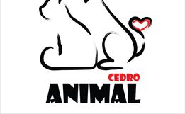 Ong Cedro Animal realiza o segundo mutirão de castração em dezembro