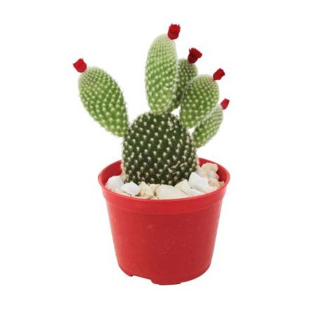 Planta Cactus Enxertado P07