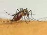 Brasil tem quase 4 milhões de casos prováveis de dengue