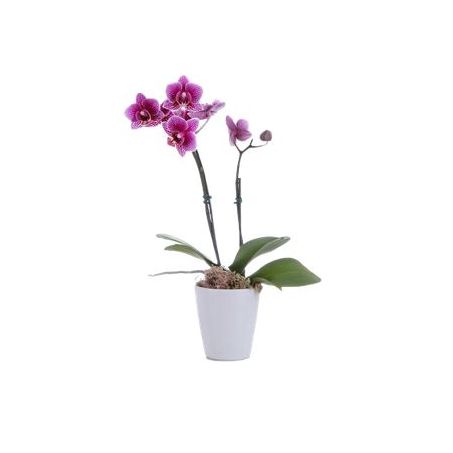 Flor orquídea phalaeanopsis min timlog 6