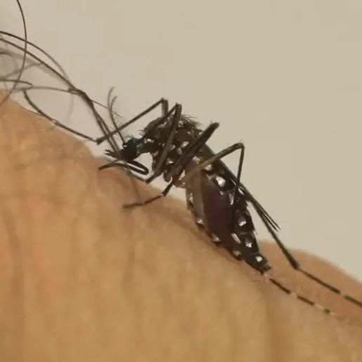 Guarujá do Sul confirma primeira morte por dengue