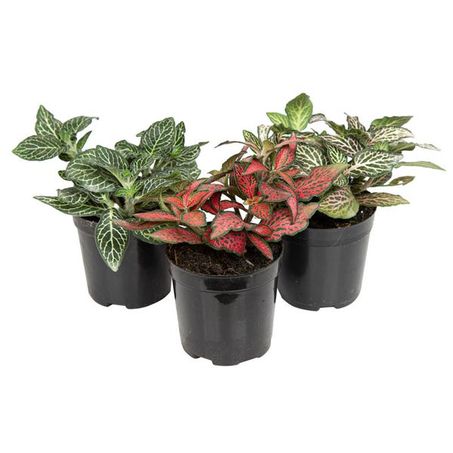 PLANTA FITONIA FOLHA FINA P06 UN