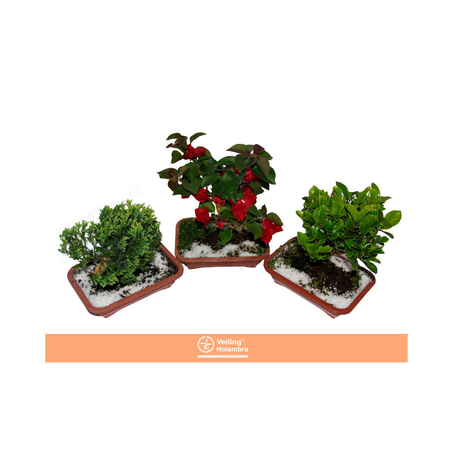 Bonsai Veling Holambra Jovem Vaso Plástico 1,1L