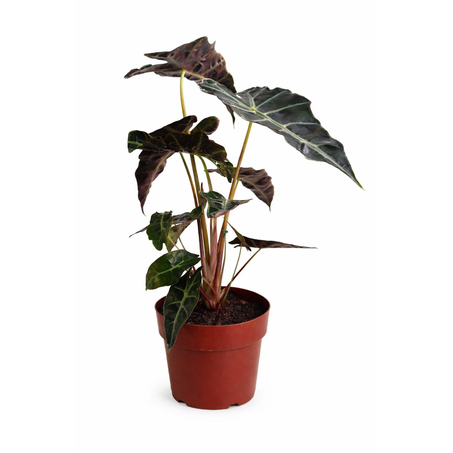 Alocasia P17