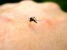 Princesa confirma primeira morte por dengue