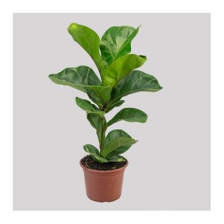 Ficus Lyrata Bambino Compacto P15