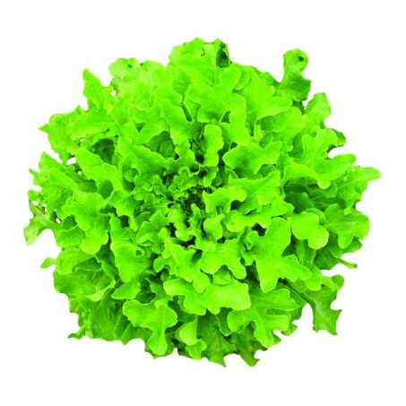 ALFACE H2ORTA BABY FRISEE VERDE 150GR