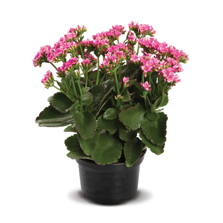 Kalanchoe Dobrado P11 Momentos