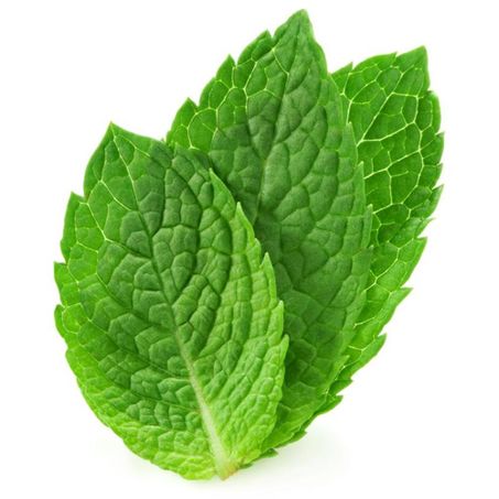 HORTI TEMPERO MENTA
