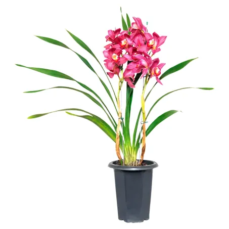 Flor orquidea cymbidium P17