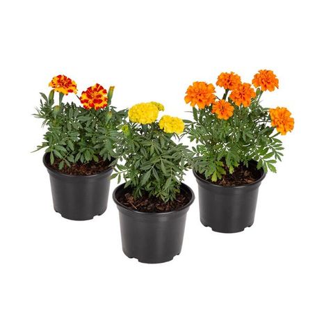 Tagete Marigold P14 Variado 