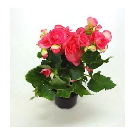 Flor begônia timlog 11
