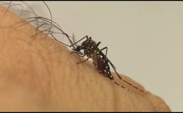 Dengue causa mais de 120 mortes em SC nos primeiros quatro meses de 2024