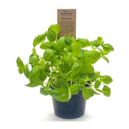 HORTI TEMPERO MANJERICAO  UN