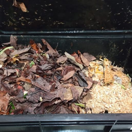 OUÇA: Biólogo do Conder Ambiental desenvolve composteira doméstica