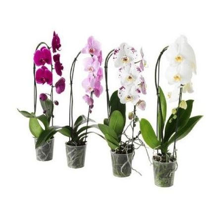 Flor orquidea phalaenopsis p15 cascata 8fls decorada