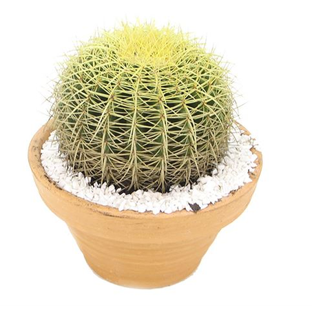 Cactus Bola Vb3