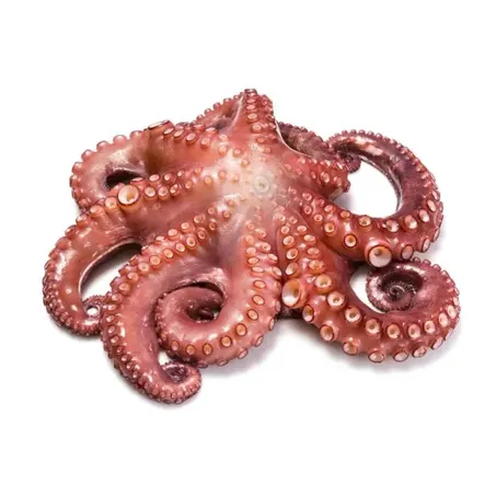 POLVO INTEIRO MOYSEAFOOD KG CONGELADO