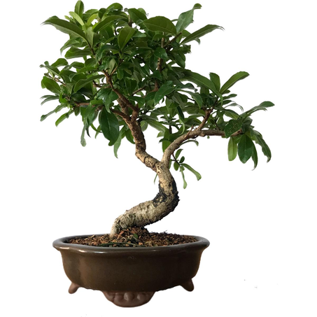 Árvore Bonsai 6 a 10 Anos