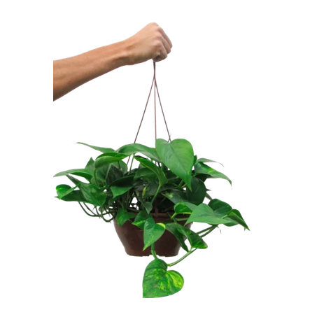Jiboia Verde C13 