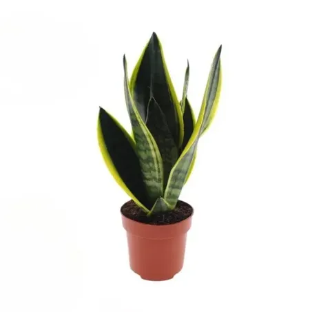Sansevieria P12 
