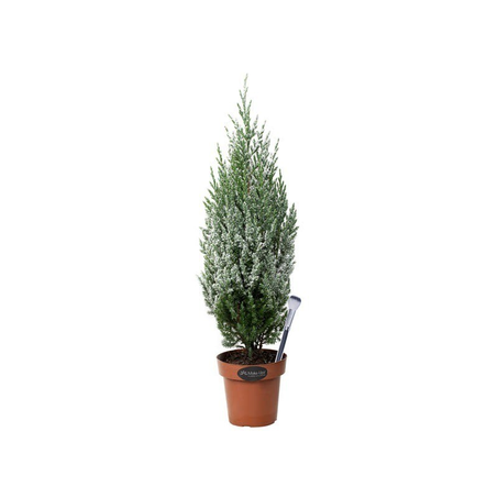 Tuia Strickita Colours Neve P14