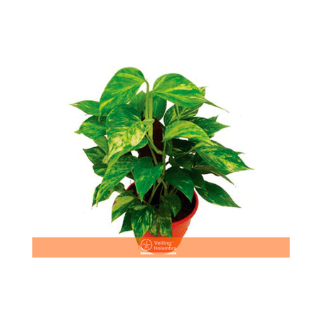 Flor Jiboia Verde C21