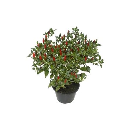 Flor pimenta ornamental P14