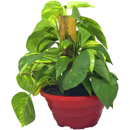 Jiboia-verde C21 - Ref. 416
