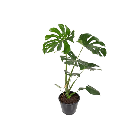 Monstera Deliciosa P24
