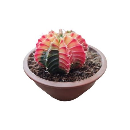 Planta Natural Cactus Gymnocalycium Mihanovichii P09