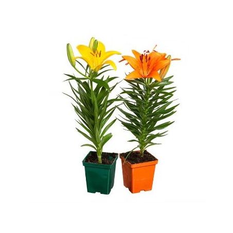 FLOR LIRIO VARIADO P12