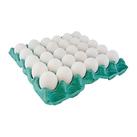 Ovos hattori band c/30 unidades branco