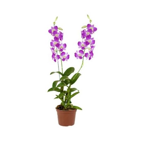 Flor orquidea denphalaen P15