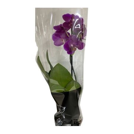 Flor orquidea phal mini P09